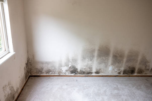 Best Biohazard Mold Removal  in Sierra Vista Southeast, AZ